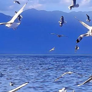 洱海辣椒游旅行